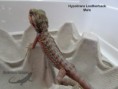 /album/thor-x-chloe/hypotrans-leatherback-male-n%c2%ba7-jpg/